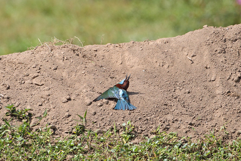 BTBE dust bathing-L.jpg BTBE dust bathing-L.jpg