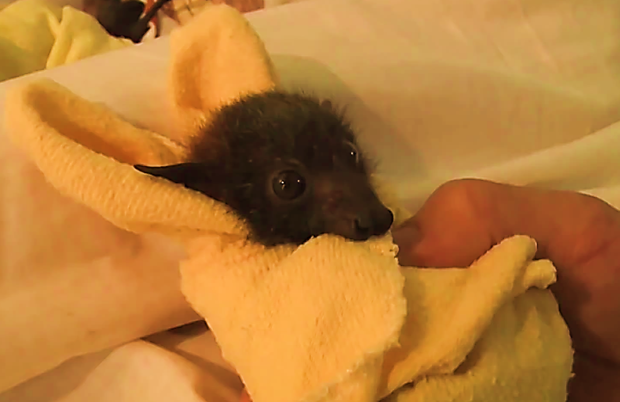 Baby Fruit Bat.png
