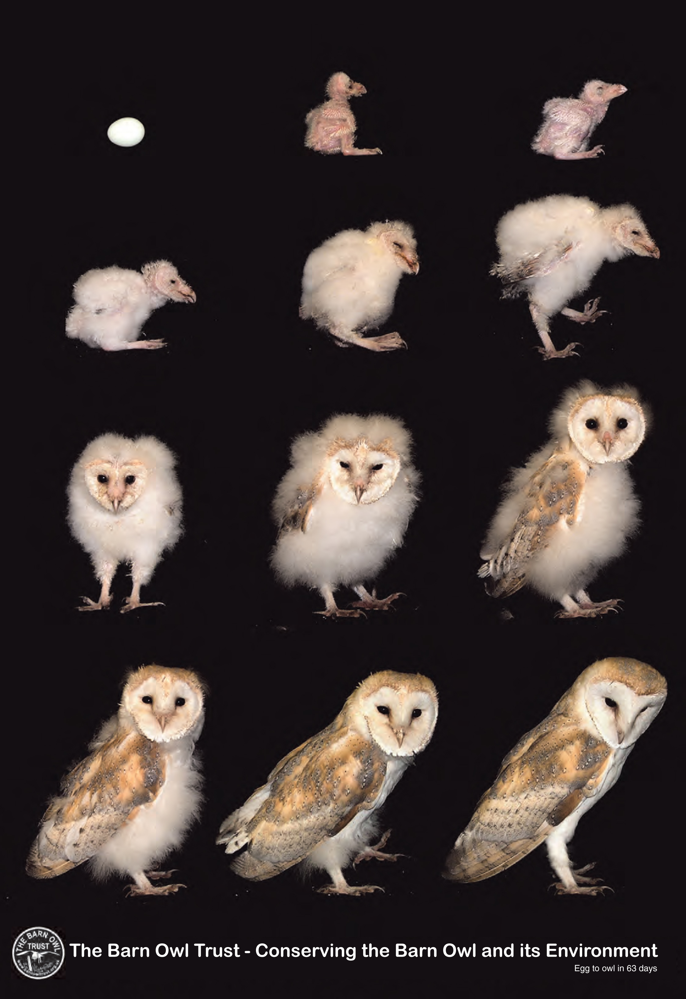 Barn_Owl_in_63_days.jpg