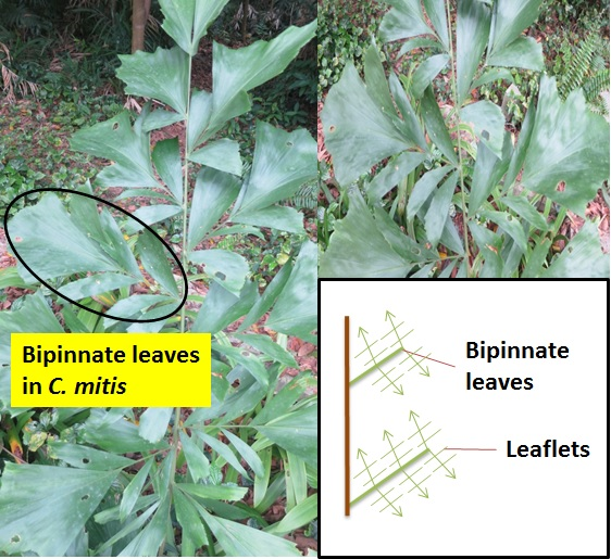 Bipinnate leaves (1).png