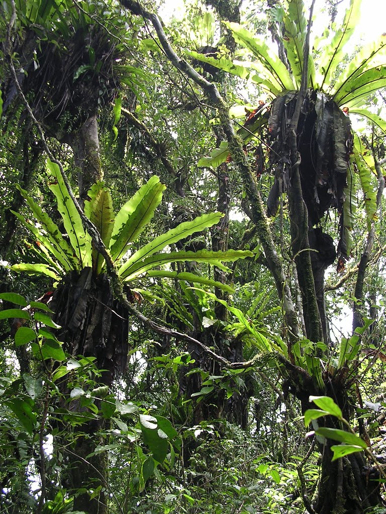 Birds_nest_ferns_in_tropical_montane_forest_on_Mt_Manucoco,_Atauro,_30_Dec_2003.jpg