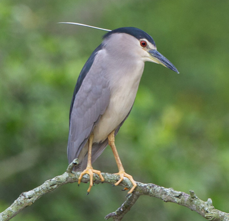 Black-crowned night heron.png