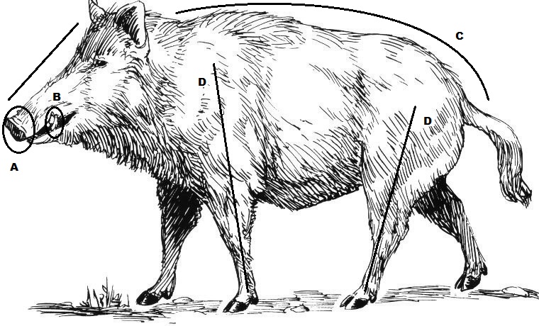 Boar dg.jpg