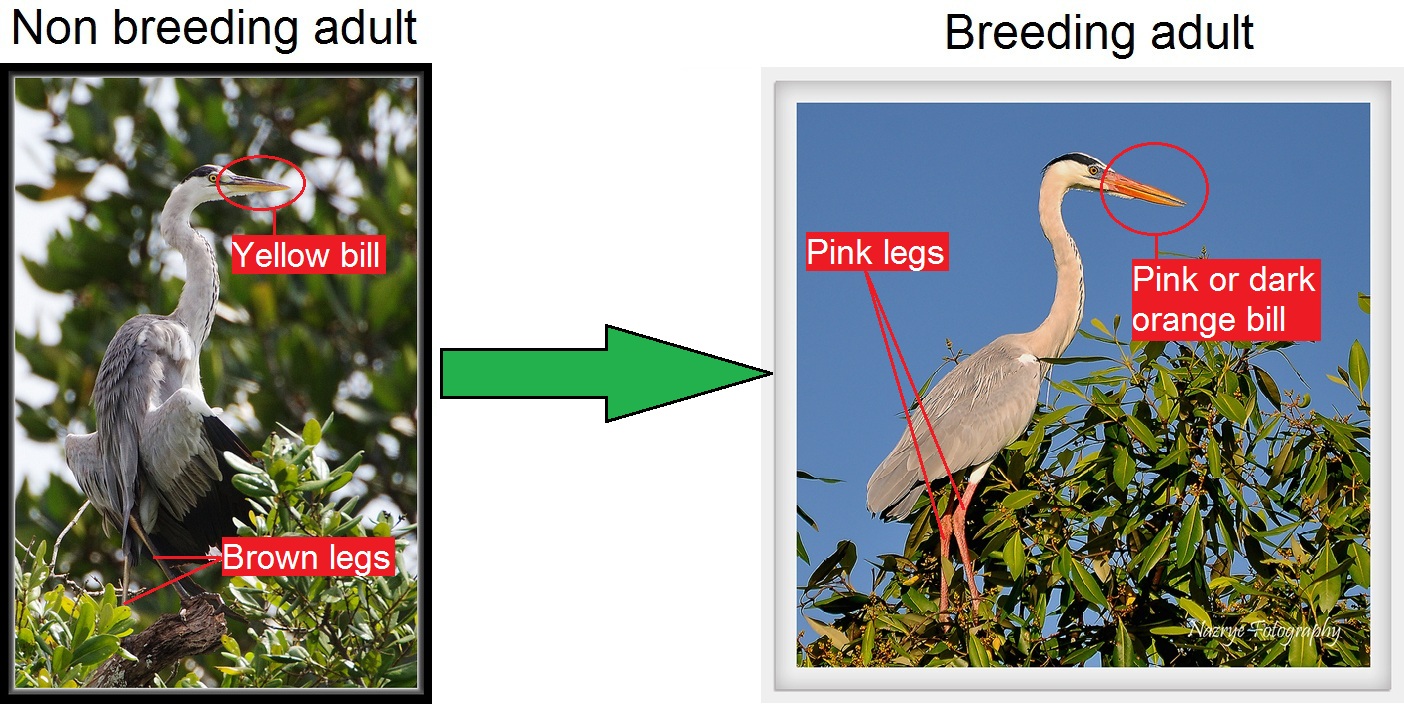 Breeding transition new.jpg