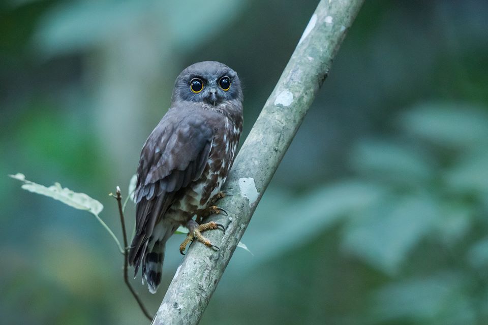 Brown hawk owl 01.jpg