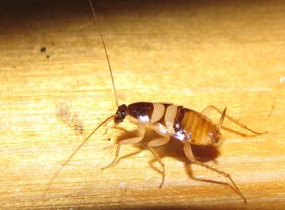 Brown-banded-cockroach.jpg