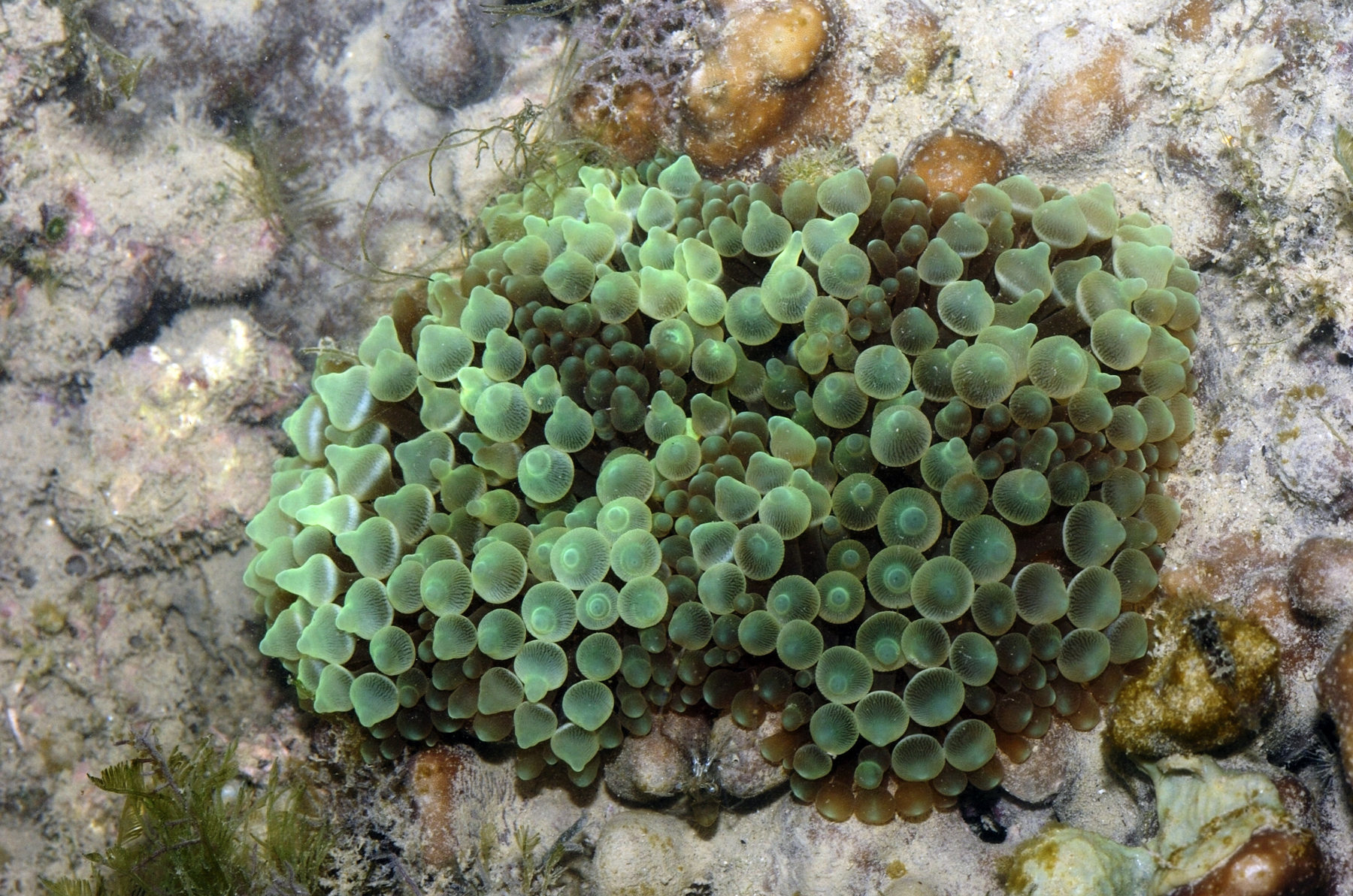 Bubble tip anemone (Ria Tan).jpg