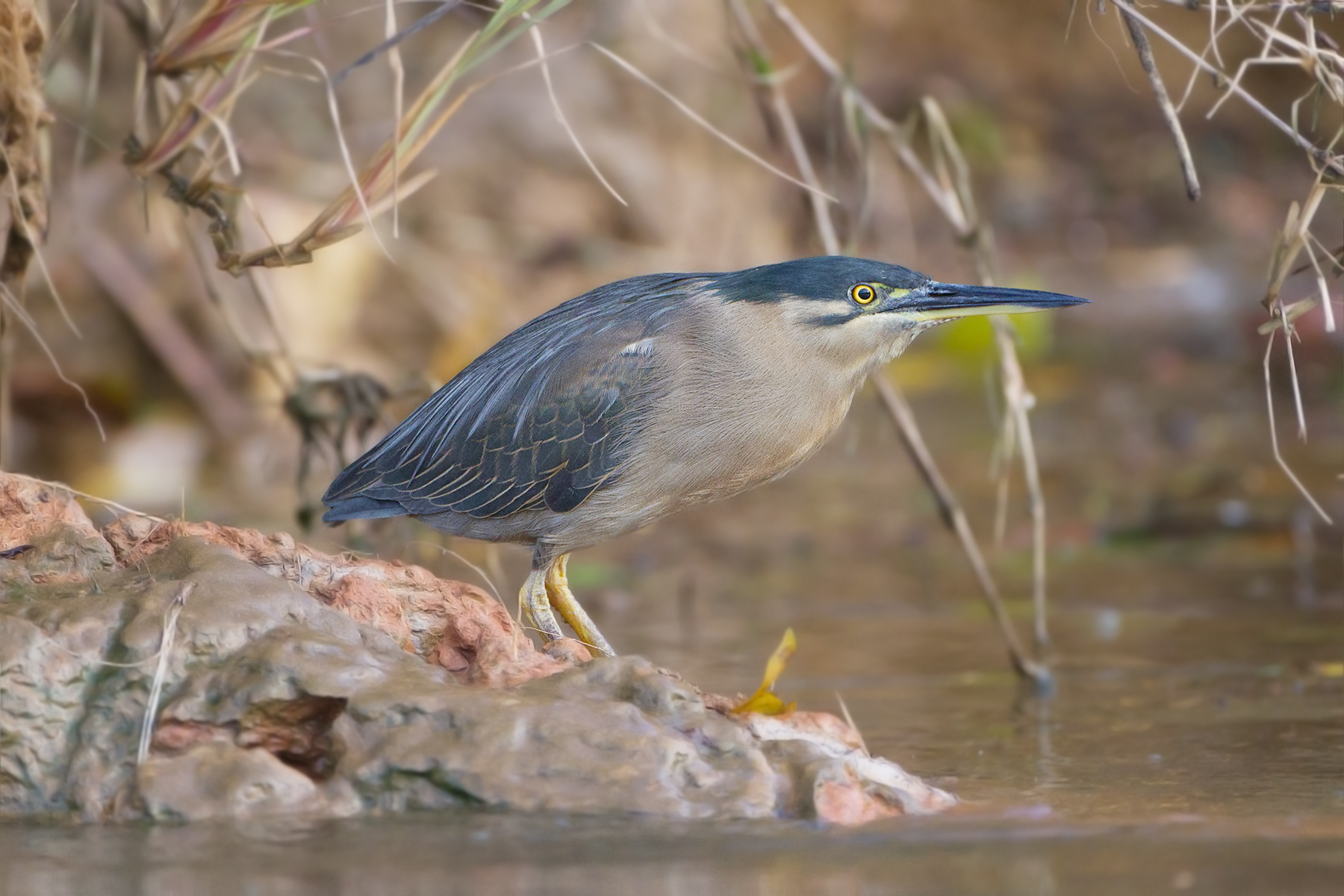 Butorides_striatus_-_Daintree_River.jpg