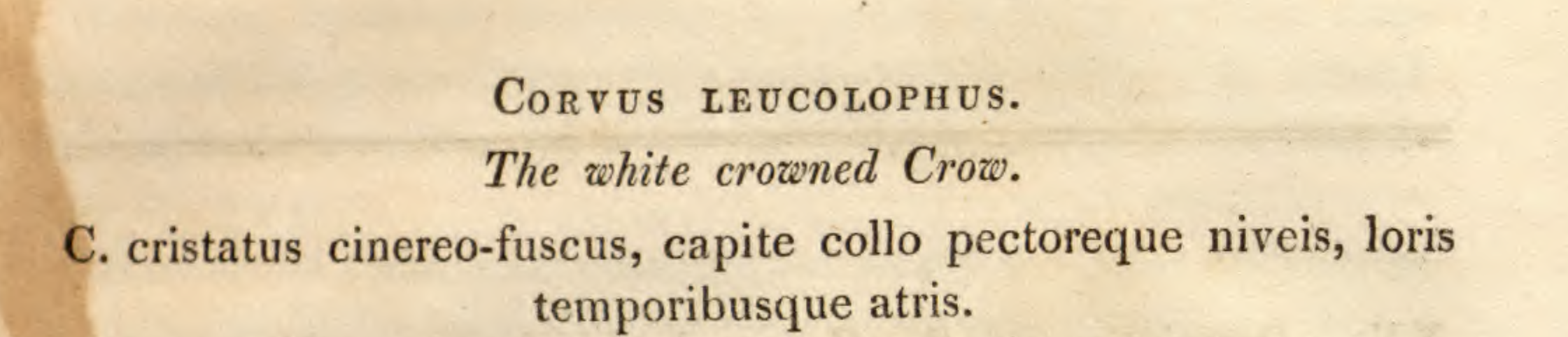 C leucolophus.png