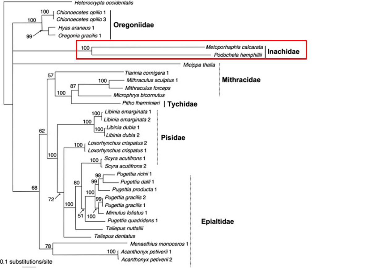 C.retusa_phylogenetic tree.png