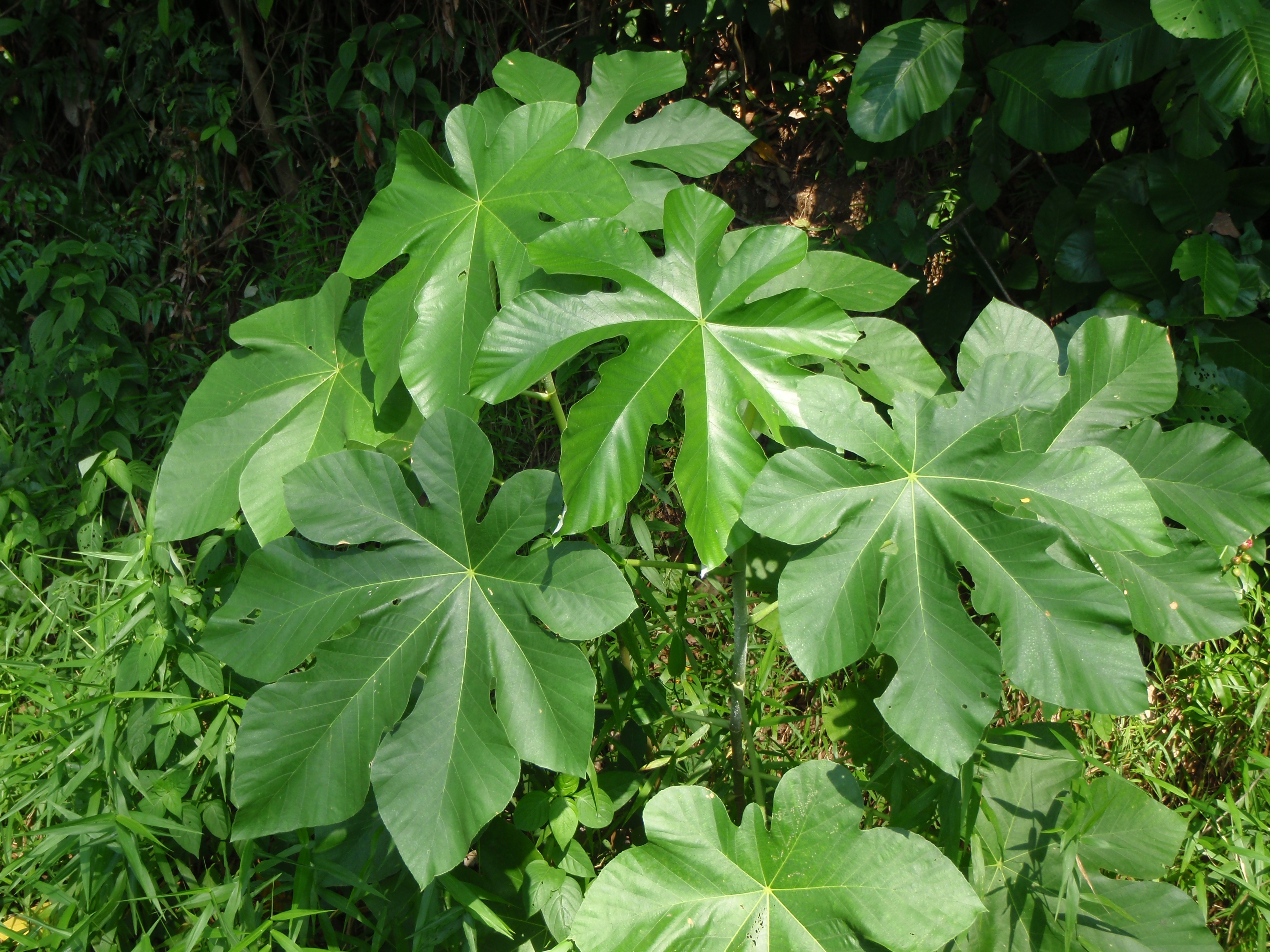 Cecropia Leaves.JPG