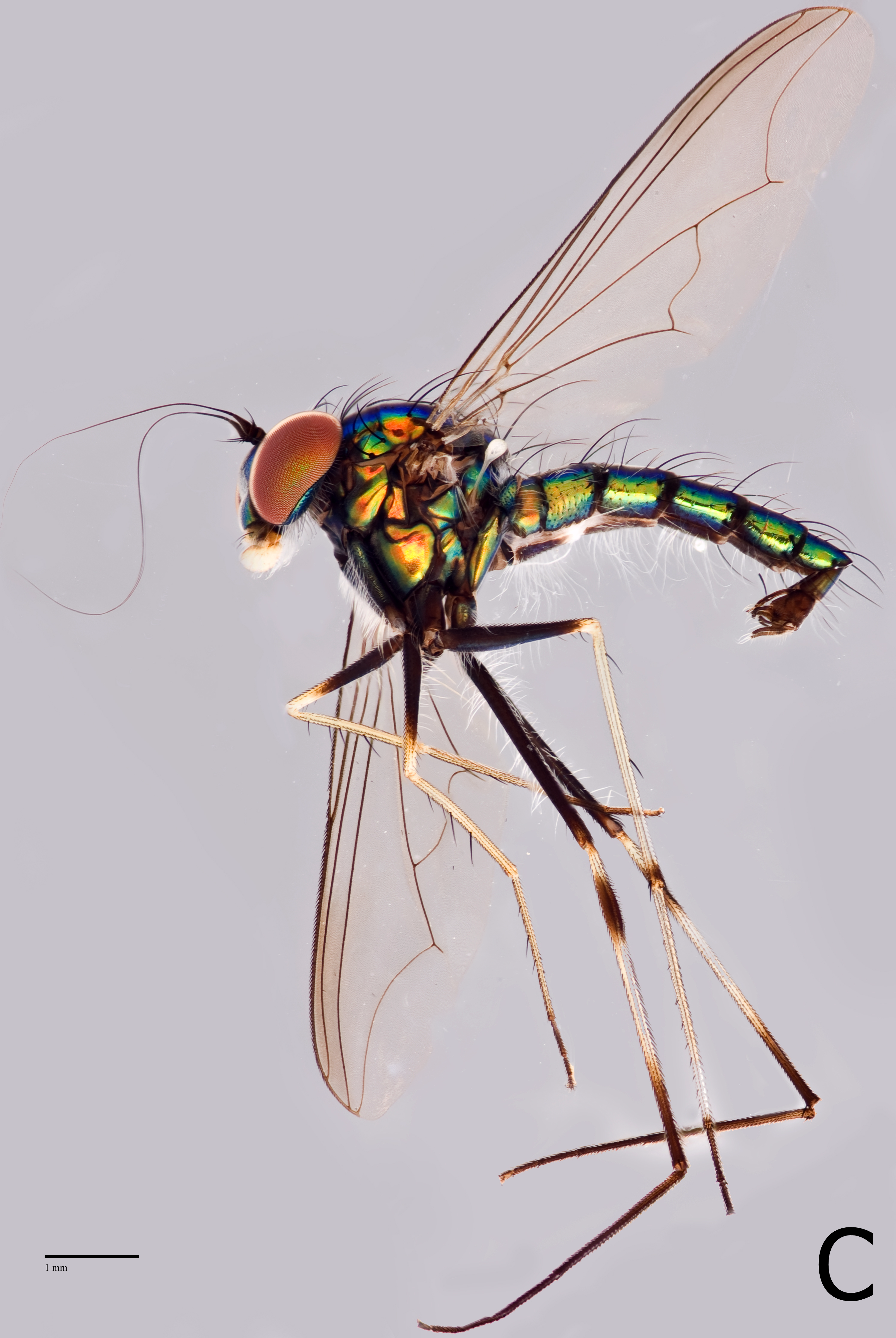 Chrysosomaleucopogon(LCKNHM)C.png