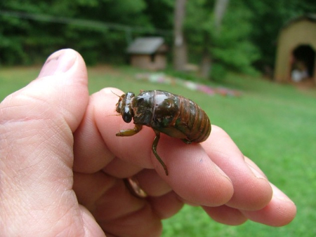 Cicada nymph 450.jpg