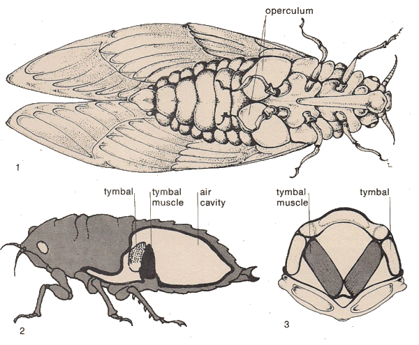 Cicada tymbal section.gif