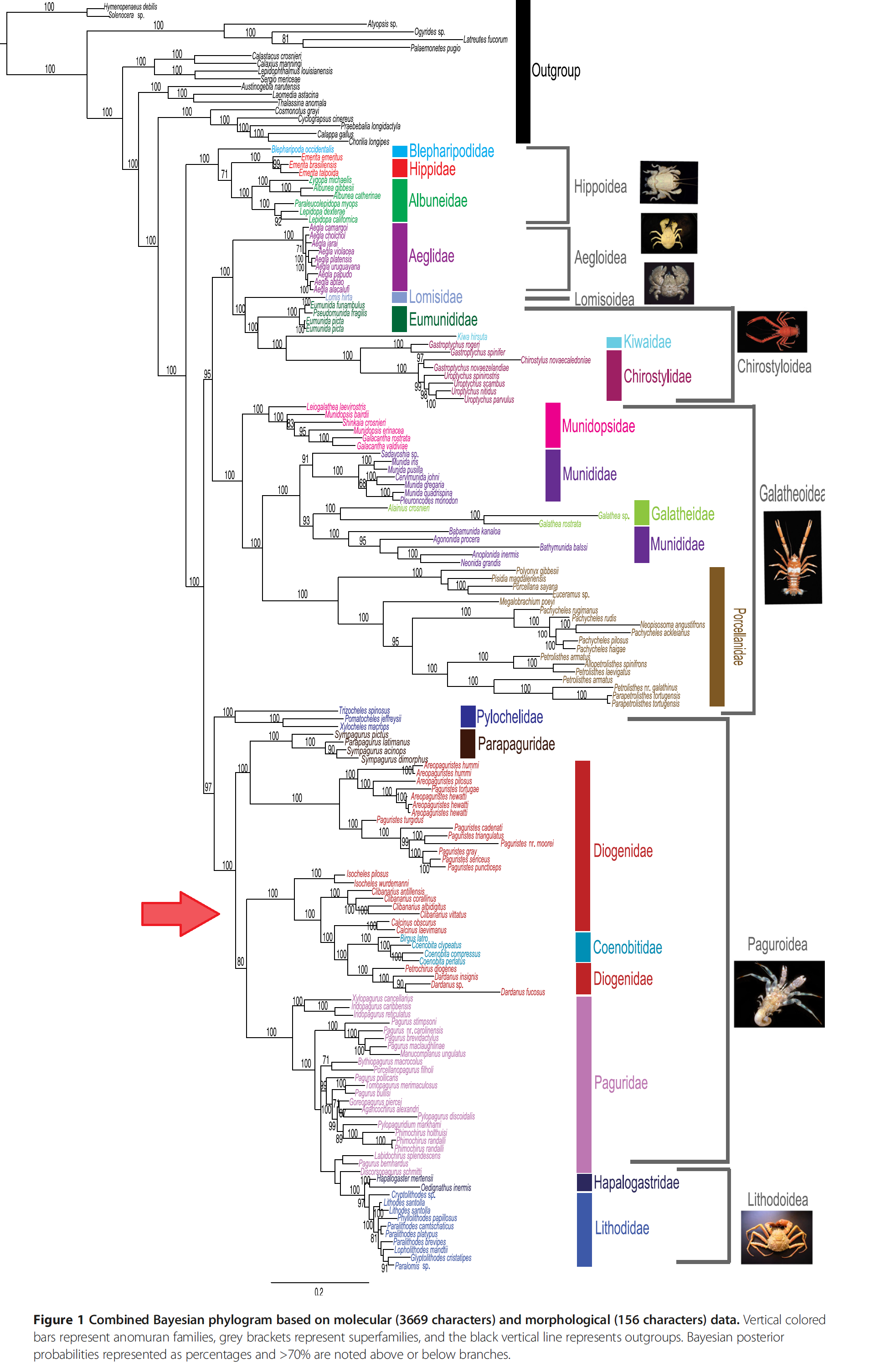 Cinfraspinatus BFig1.png