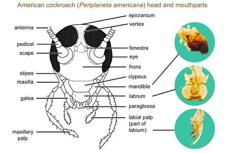 Cockroach mouthparts by Jack Scott (University of Alberta).jpg