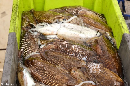 Commercially caught cuttlefish.jpg