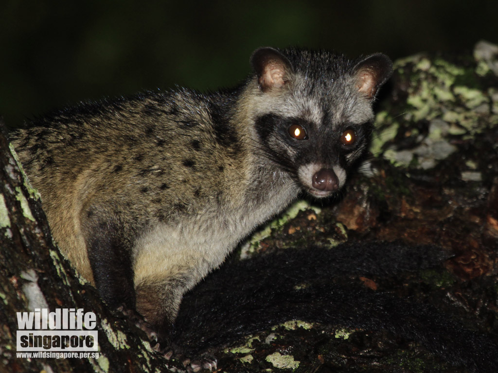 504 Asian Palm Civet Photos Free Royalty Free Stock Photos From Dreamstime