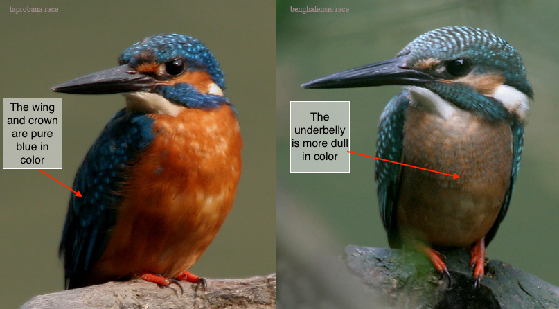 Common_Kingfisher-_different_races.jpg