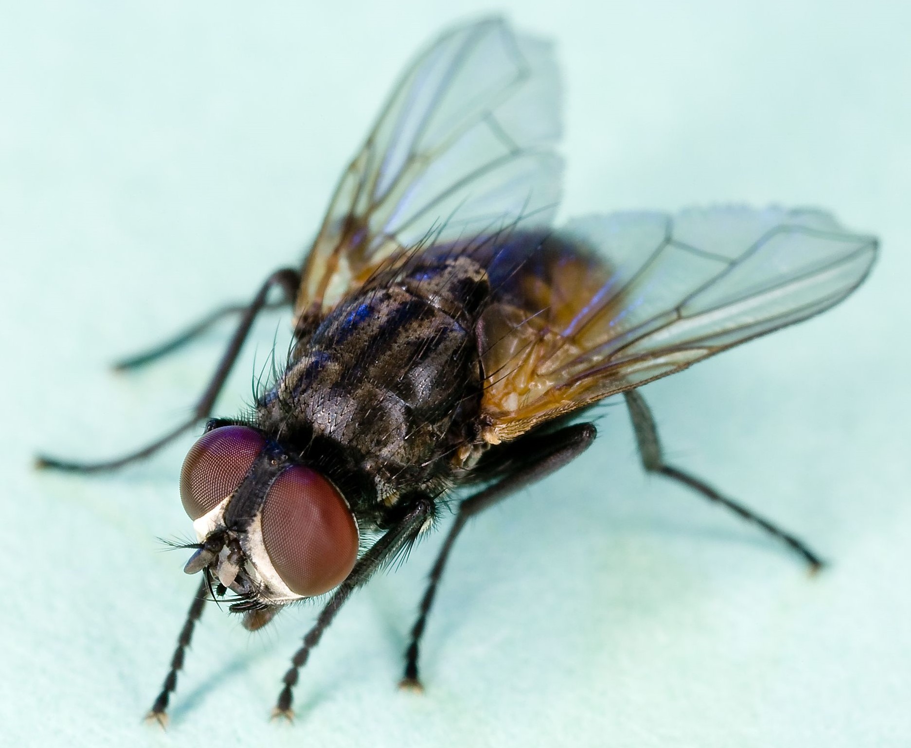 Common_house_fly,_Musca_domestica.jpg