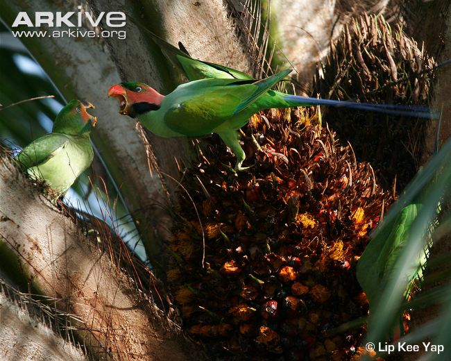 Confrontation-between-male-and-female-long-tailed-parakeets.jpg