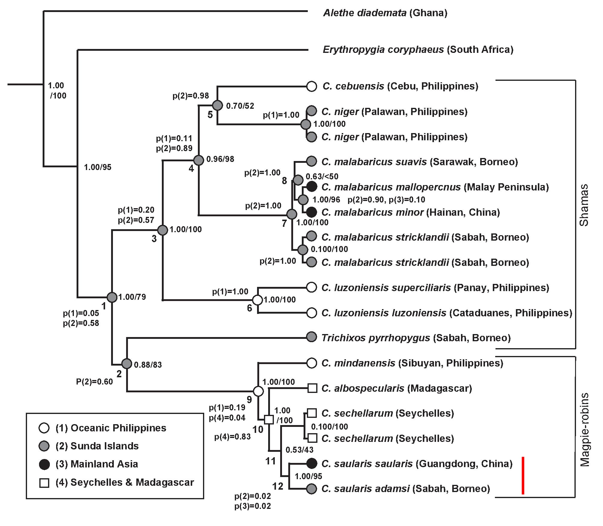 Copsychus phylogeny_elizengyx (Cropped).jpg