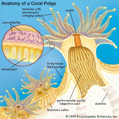 Coral anatomy.jpg