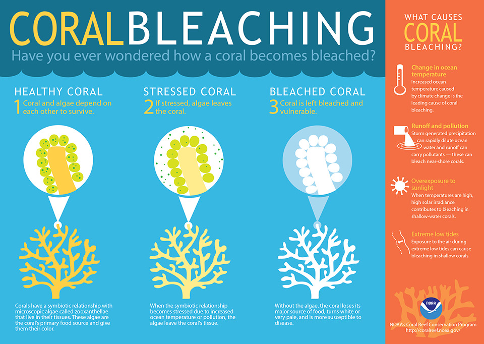 Coral bleaching.jpg
