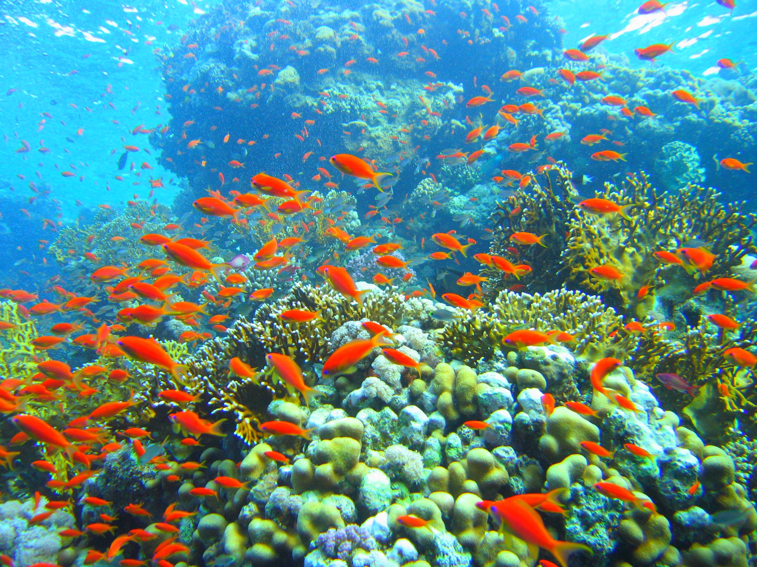 Coral_reef_in_Ras_Muhammad_nature_park_(Iolanda_reef).jpg
