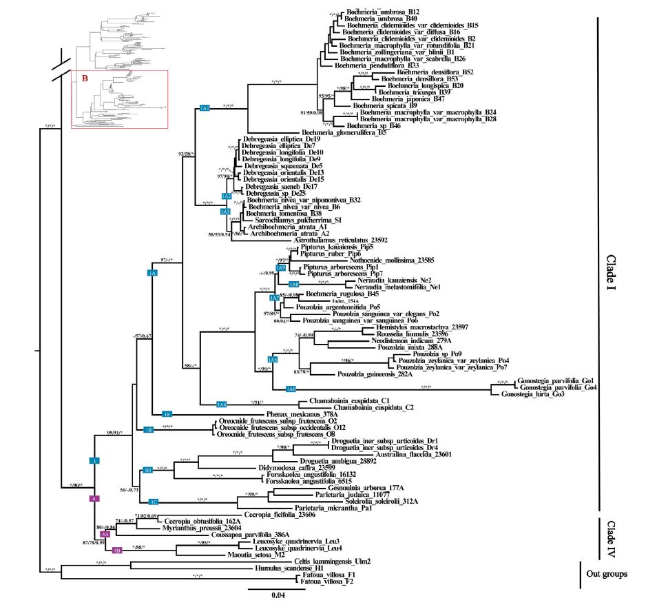 Cpachy phylo tree Wu et al 2013.png