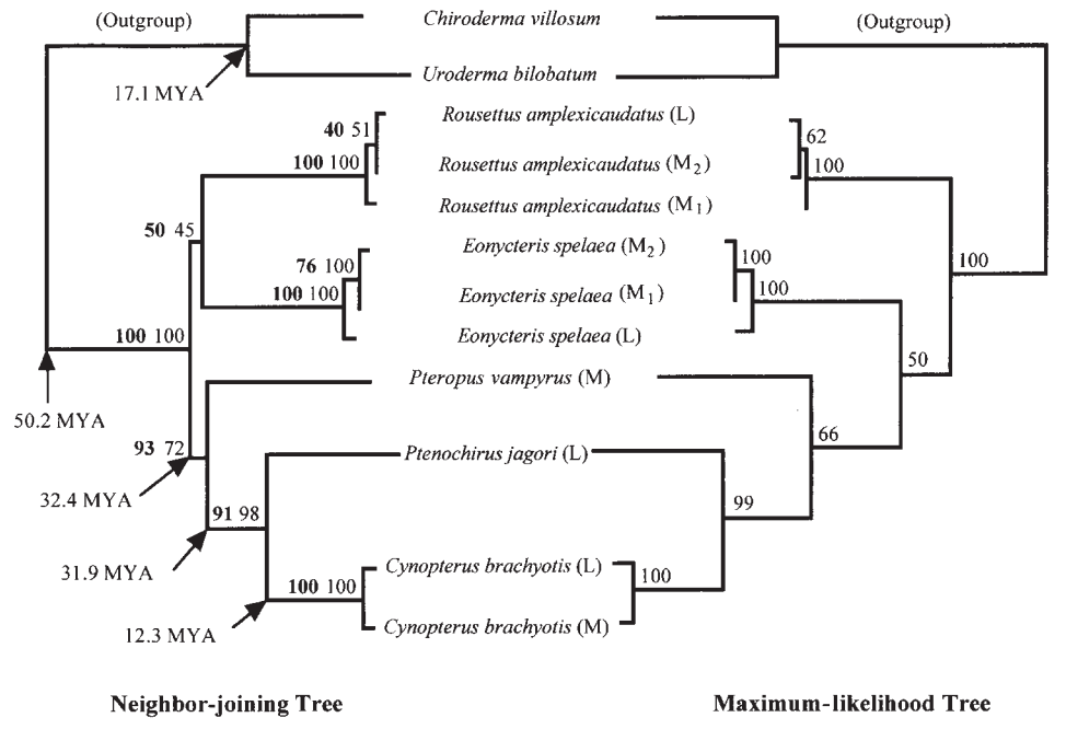 Cynopterus brachyotis phylogenetic tree.png
