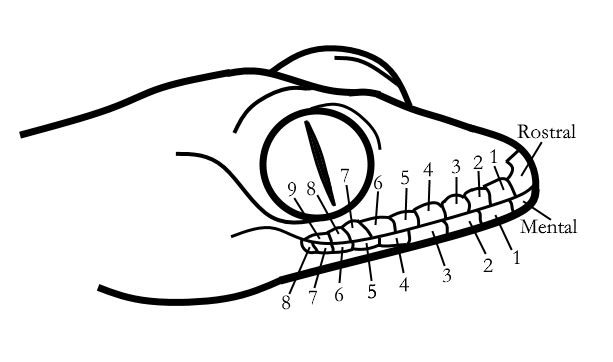 Cyrtodactylus majulah Labials Drawing.png