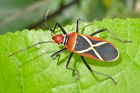 taxo4254 - Dysdercus cingulatus