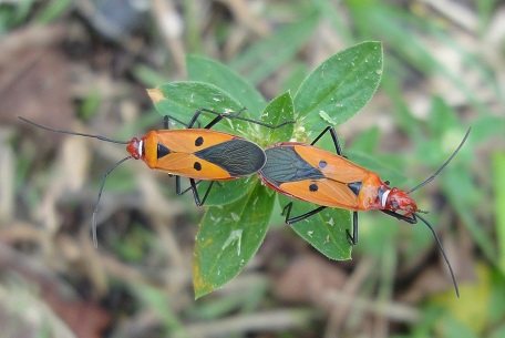 taxo4254 - Dysdercus cingulatus