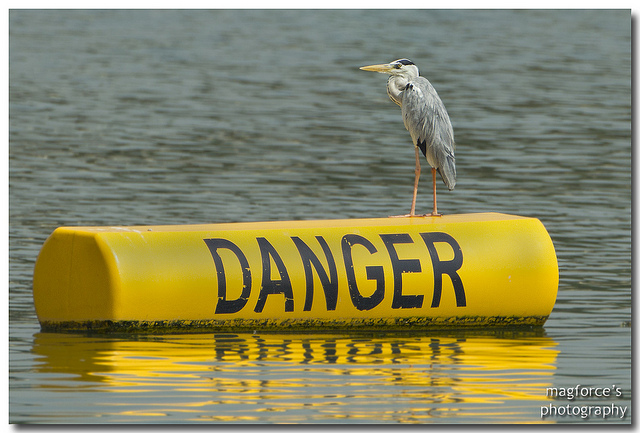Danger Grey Heron.jpg