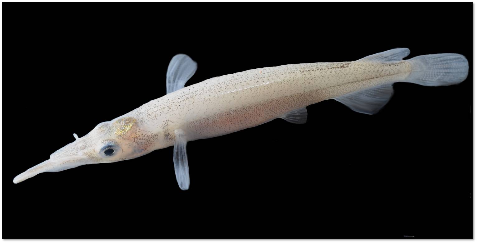 Dc halfbeak.JPG