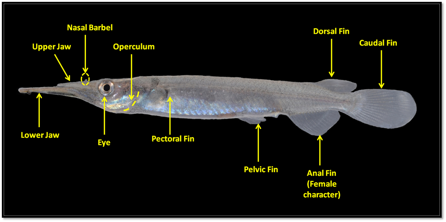 Dcollettei anatomy.png