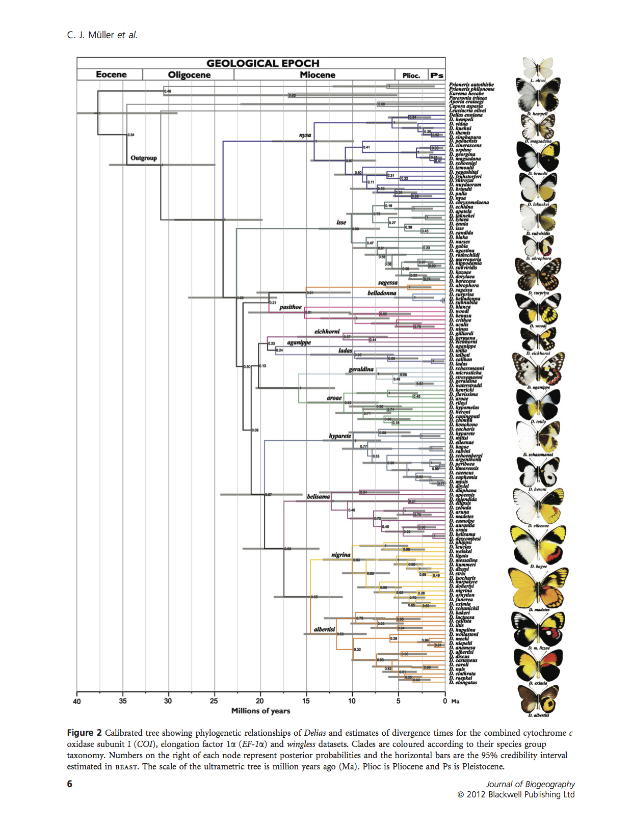 Delving into Delias Hubner_Fine-scale biogeography, phylogenetics and systematics of the world's largest butterfly genus copy.jpg