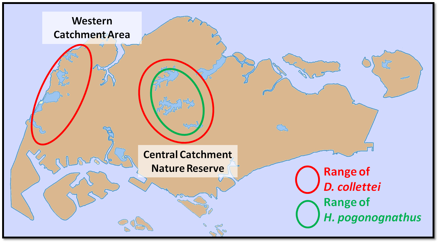 Distribution of local halfbeaks.png