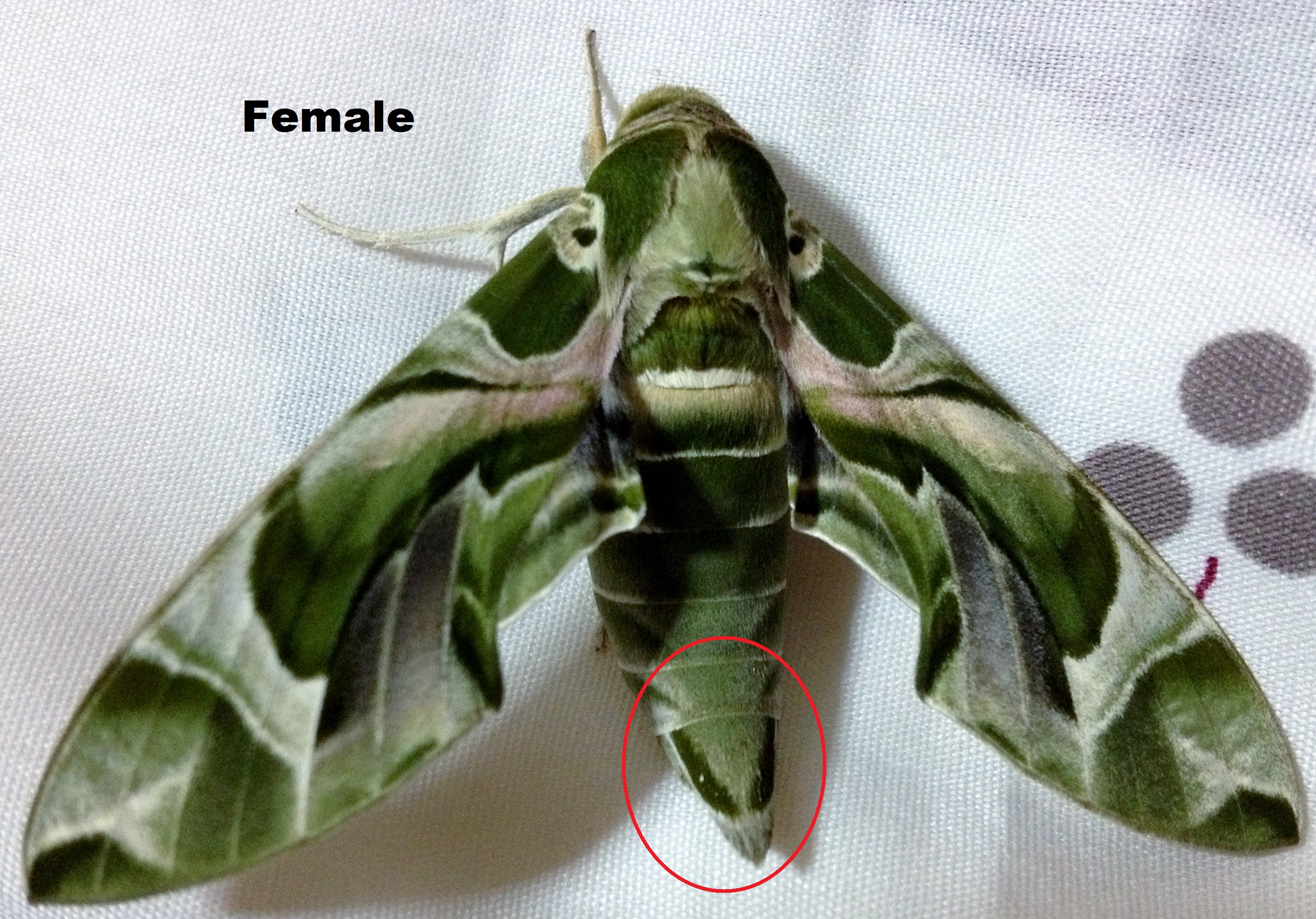 Dnerii female (marked).jpg