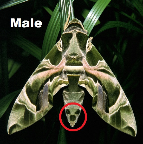 Dnerii male (marked).jpg