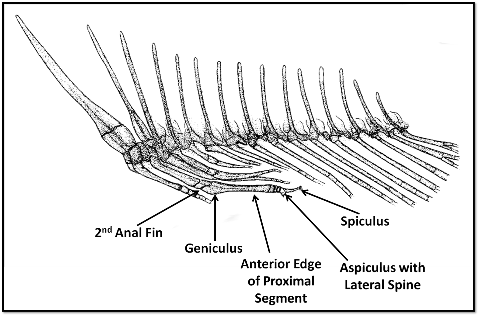 Drawing of halfbeak anal fin.png