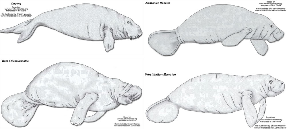 taxo4254 - Dugong dugon