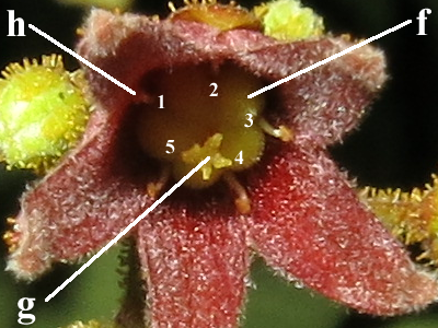 E. longifolia_Hermaphrodite_Flower1_Annotated_SWW.png