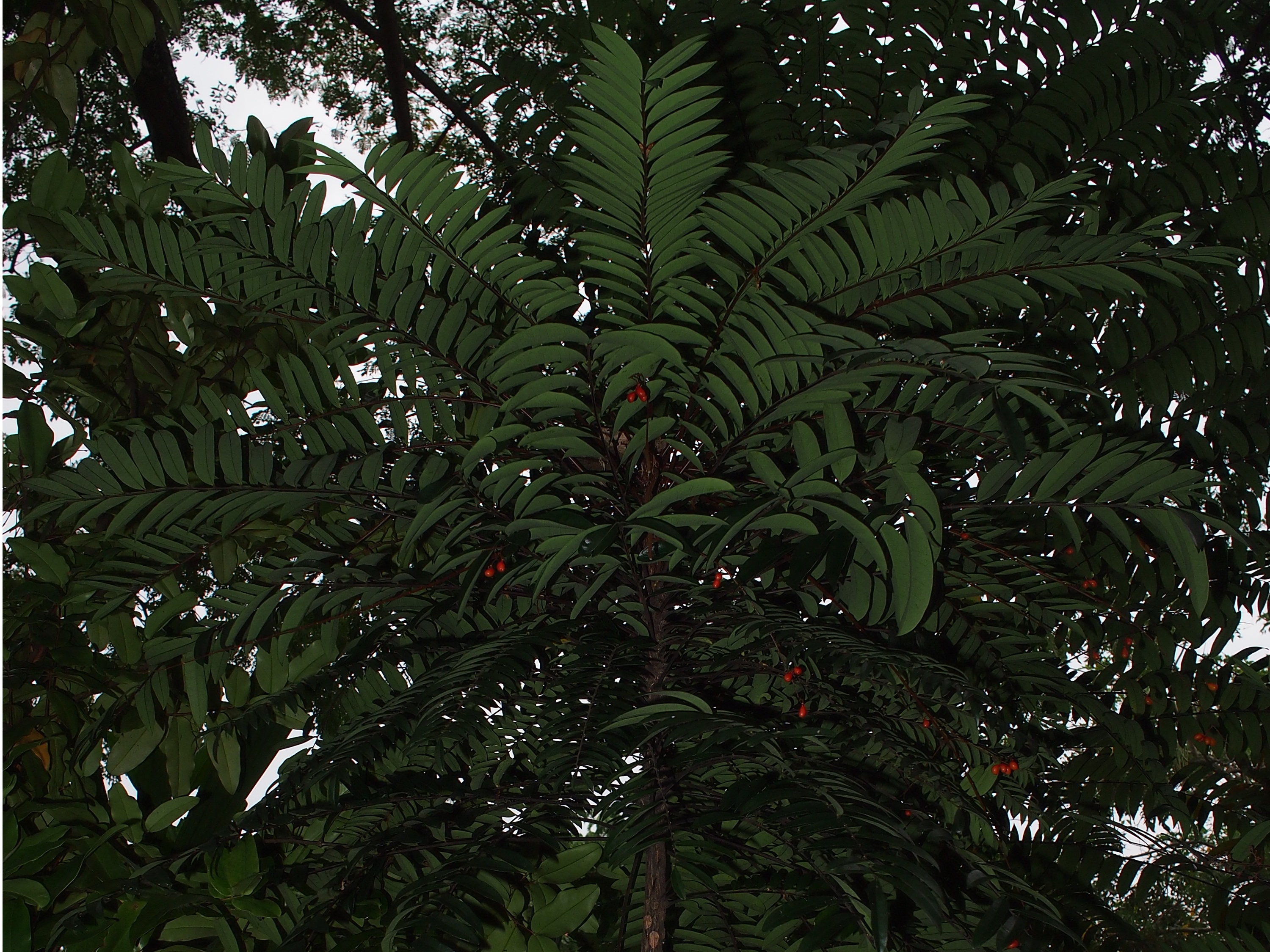 E. longifolia_Leaves3_SWW.jpg