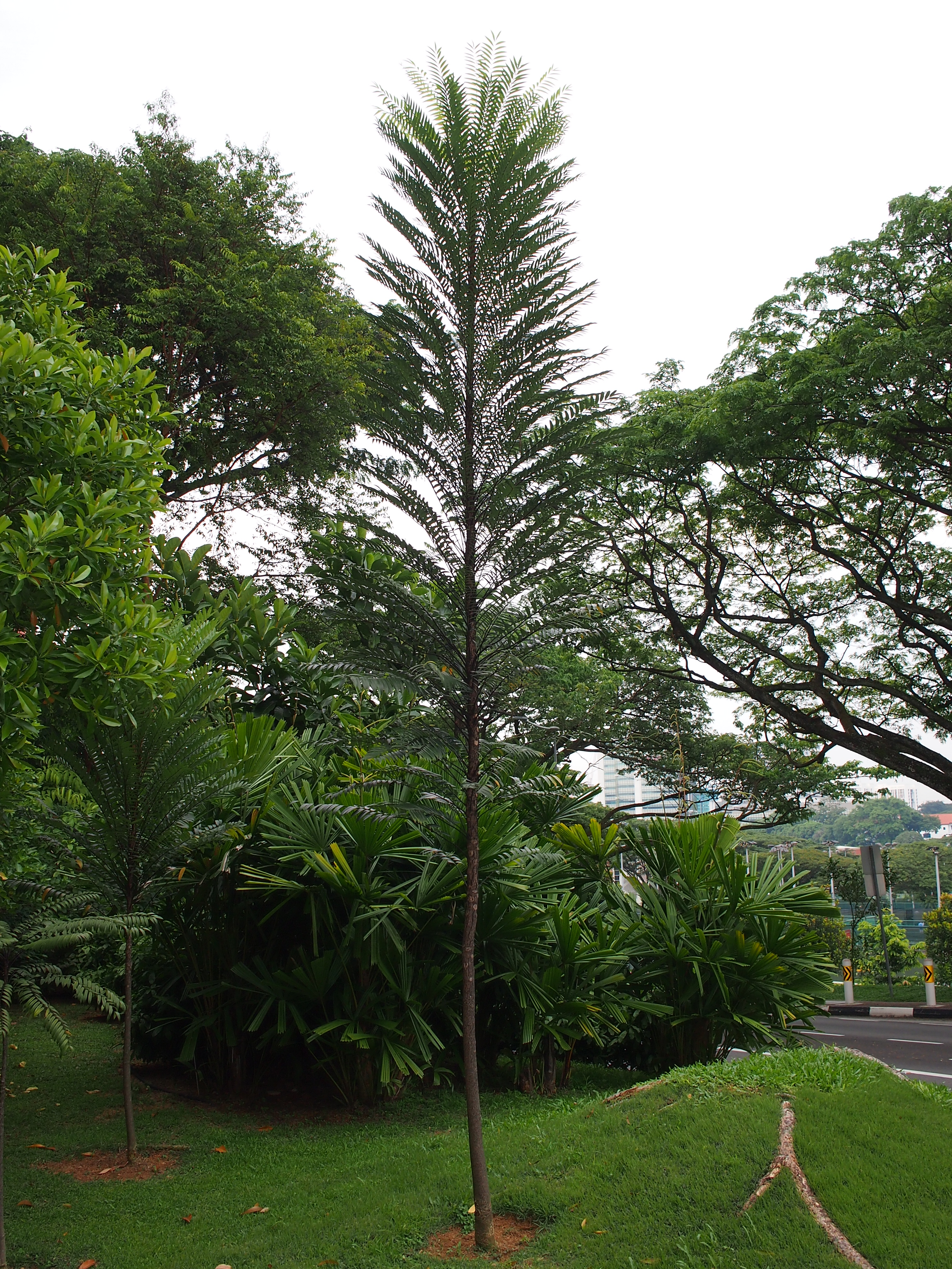 E. longifolia_Ornamental_Tree_SWW.jpg