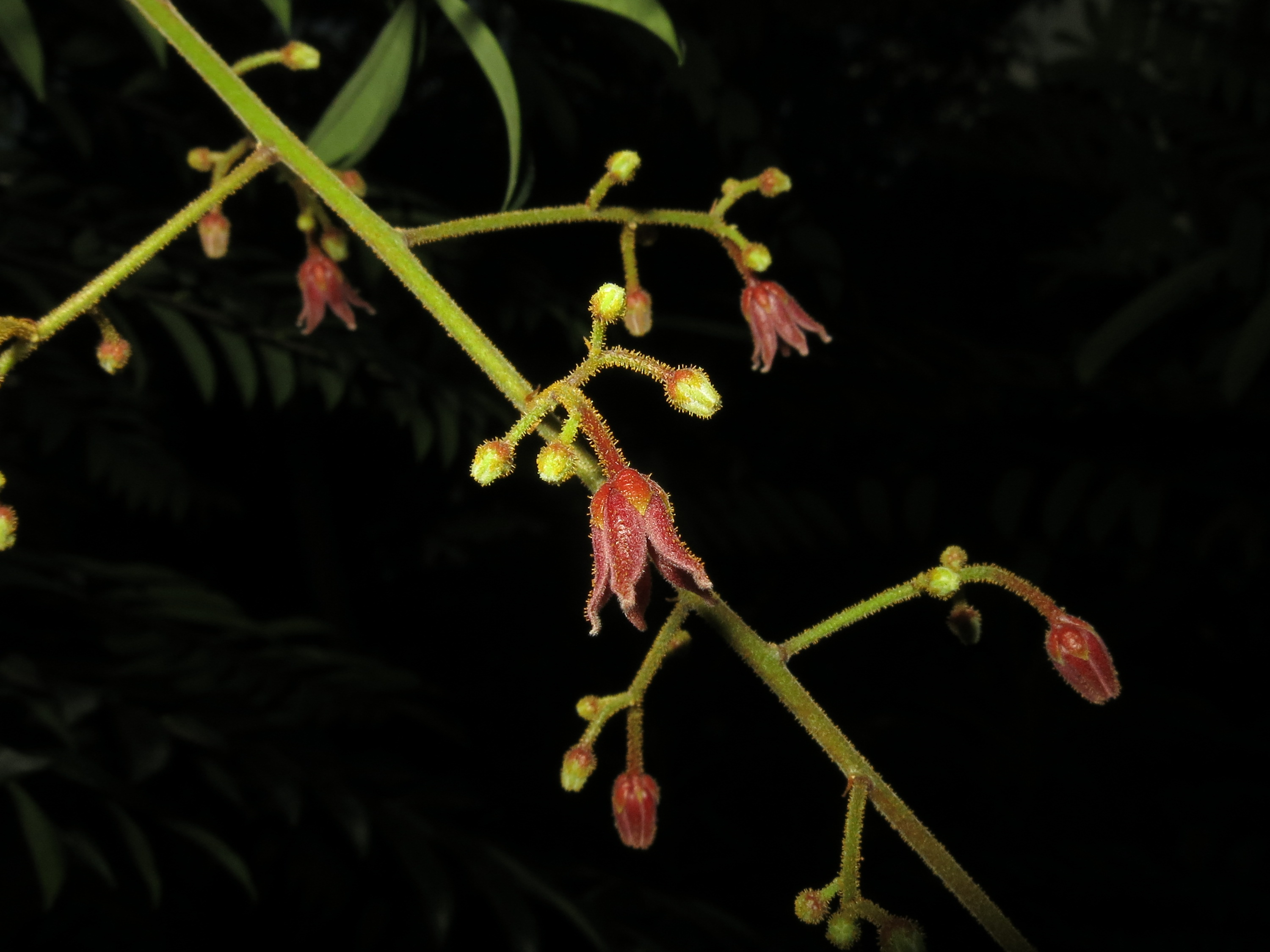 E. longifolia_Panicles4_SWW.png