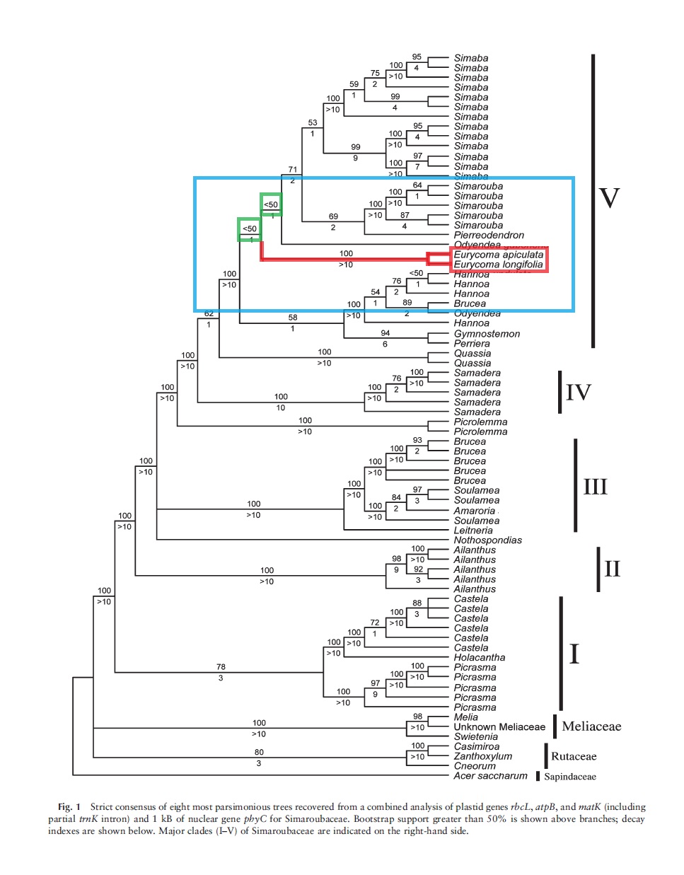 E. longifolia_Phylogenetic tree_SWW.jpg