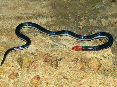 Ecology Asia_pink-headed-reed-snake_4647.jpg