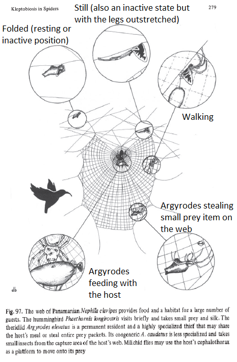 Edited diagram of kleptoparsitism in spiders.png